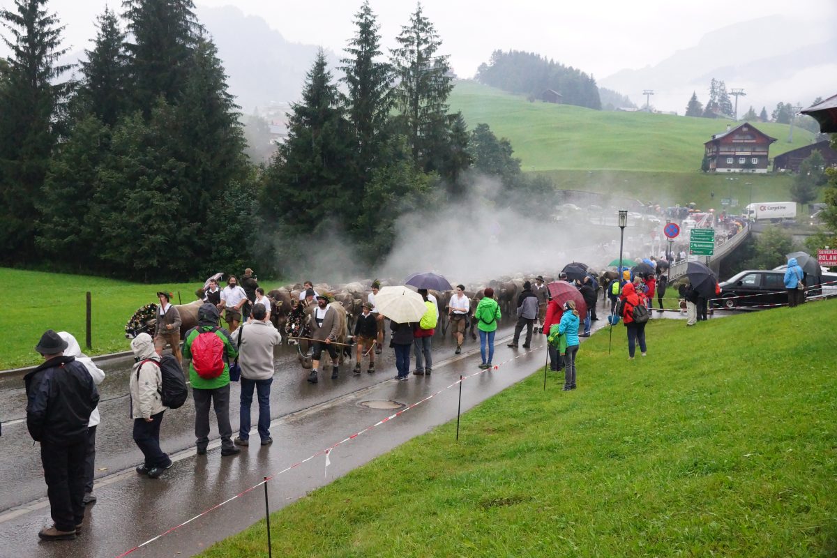 Viehscheid im Kleinwalsertal