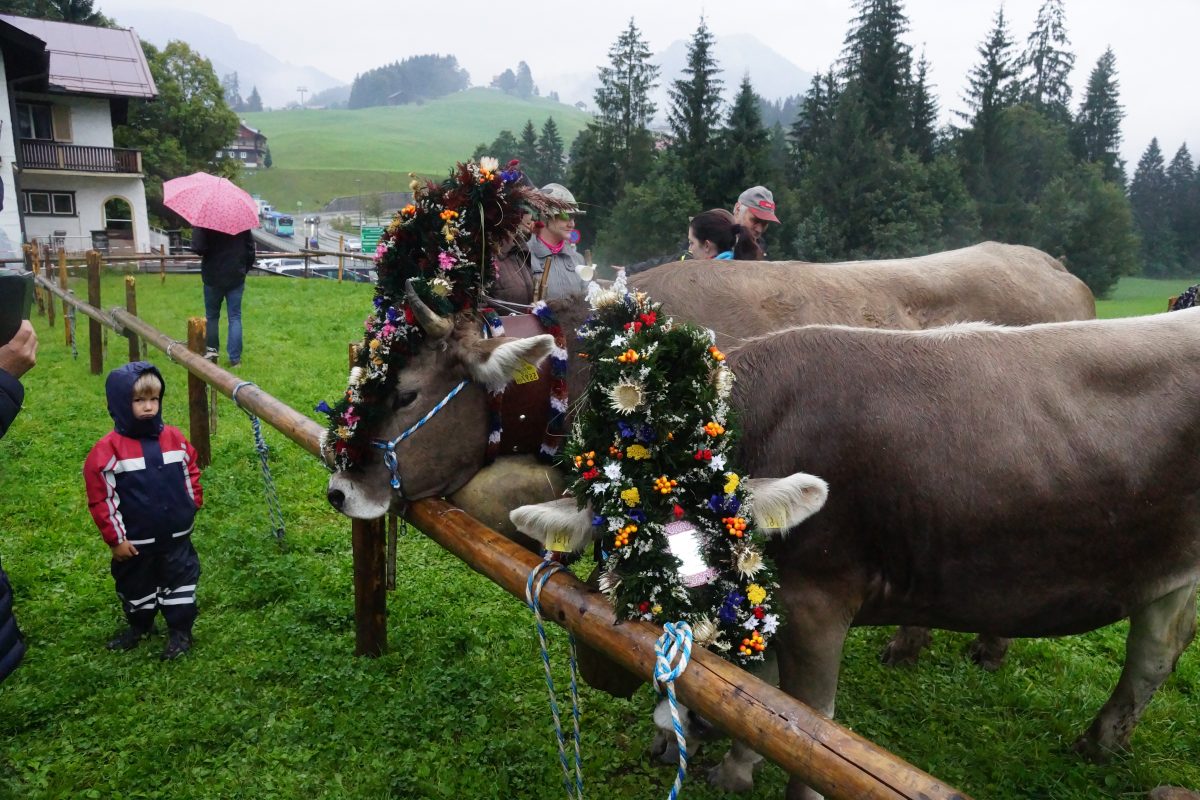 Viehscheid im Kleinwalsertal